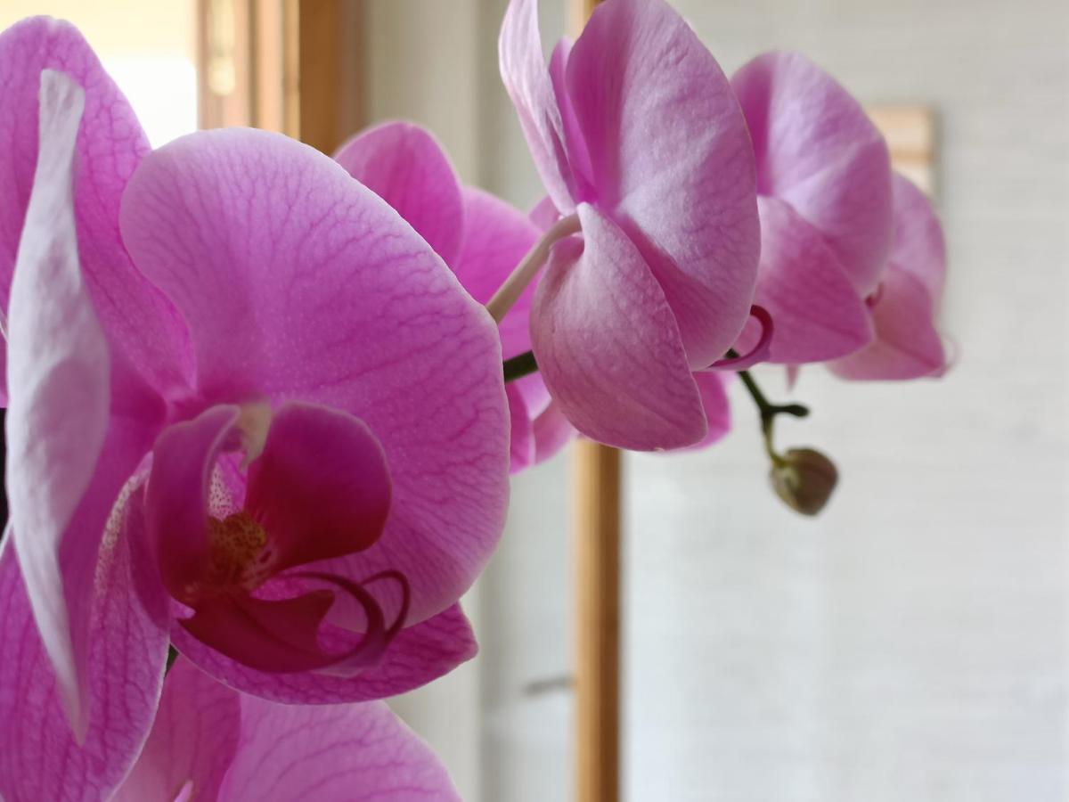 B&B Villa Orchidea Ricadi Bagian luar foto